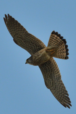 トリミング 2020/3月 SIGMA150-600C+D500 550mm F8 ss1/1600 ISO800 AF-C シングル