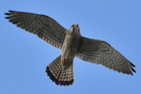 トリミング 2020/3月 SIGMA150-600C+D500 550mm F8 ss1/1600 ISO1000 AF-C シングル