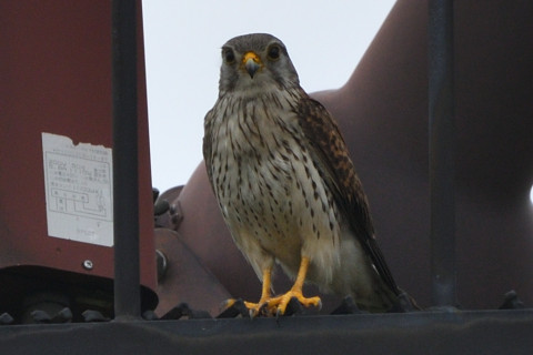 トリミング 2020/5月 SIGMA150-600C+D500 600mm F8 ss1/500 ISO160