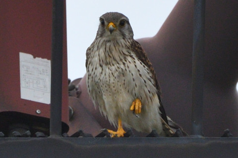 トリミング 2020/5月 SIGMA150-600C+D500 600mm F8 ss1/1250 ISO500