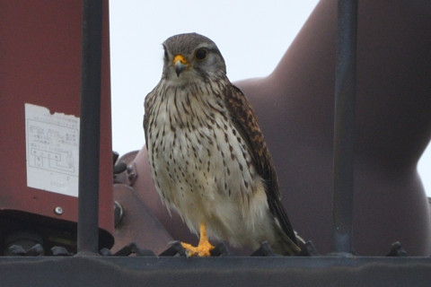 トリミング 2020/5月 SIGMA150-600C+D500 600mm F8 ss1/400 ISO140