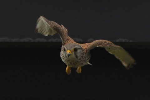 トリミング 2020/5月 SIGMA150-600C+D500 600mm F8 ss1/1250 ISO500 AF-C シングル