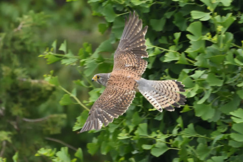 トリミング 2020/5月 SIGMA150-600C+D500 600mm F8 ss1/1250 ISO3200 AF-C シングル