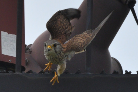 トリミング 2020/5月 SIGMA150-600C+D500 600mm F8 ss1/1250 ISO450 AF-C シングル