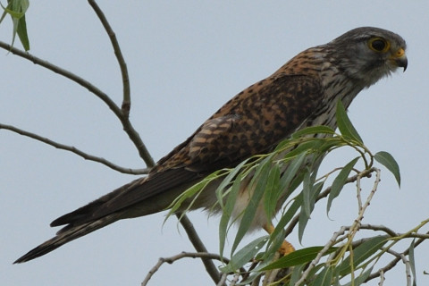 トリミング 2020/5月 SIGMA150-600C+D500 600mm F8 ss1/1250 ISO180
