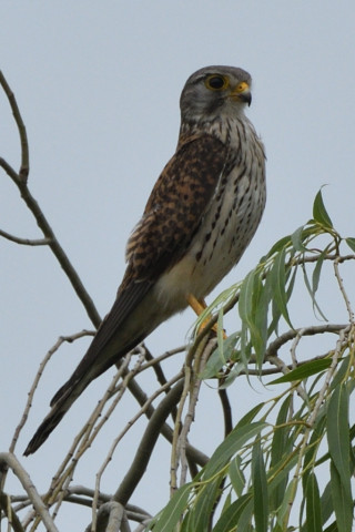 トリミング 2020/5月 SIGMA150-600C+D500 600mm F8 ss1/1250 ISO160