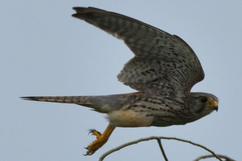 トリミング 2020/5月 SIGMA150-600C+D500 600mm F8 ss1/1600 ISO160 AF-C シングル