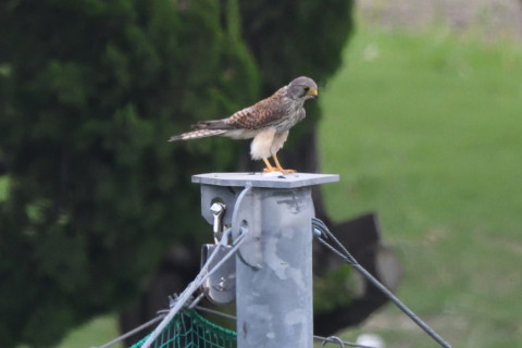 トリミング 2020/5月 SIGMA150-600C+D500 600mm F8 ss1/1600 ISO1800