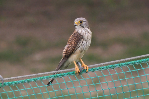 トリミング 2020/5月 SIGMA150-600C+D500 600mm F8 ss1/1250 ISO1400