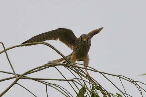 トリミング 2020/5月 SIGMA150-600C+D500 600mm F8 ss1/1250 ISO140 AF-C シングル