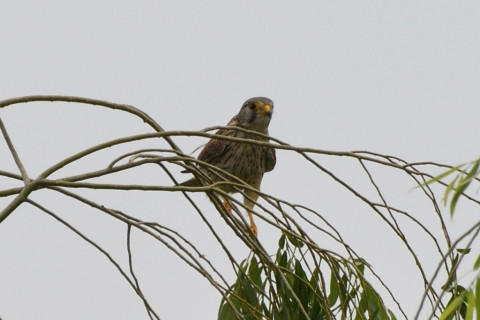 トリミング 2020/5月 SIGMA150-600C+D500 600mm F8 ss1/1250 ISO160