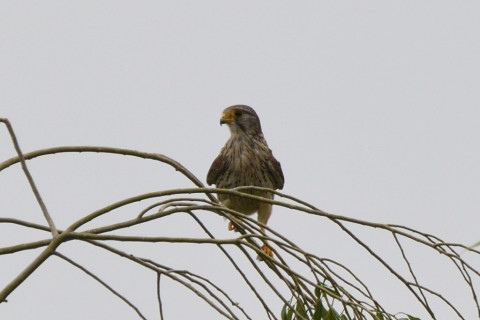 トリミング 2020/5月 SIGMA150-600C+D500 600mm F8 ss1/1250 ISO160
