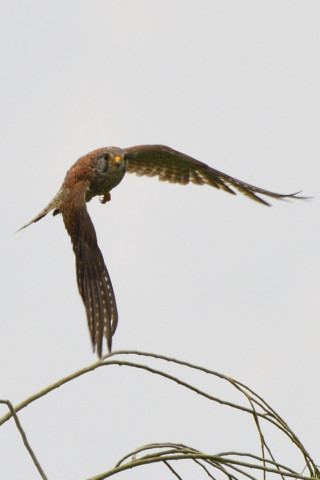 トリミング 2020/5月 SIGMA150-600C+D500 600mm F8 ss1/1250 ISO140 AF-C シングル