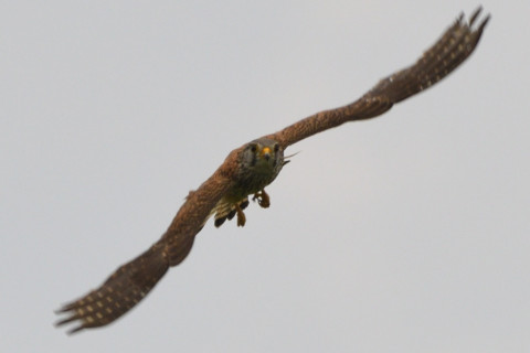 トリミング 2020/5月 SIGMA150-600C+D500 600mm F8 ss1/1250 ISO140 AF-C シングル