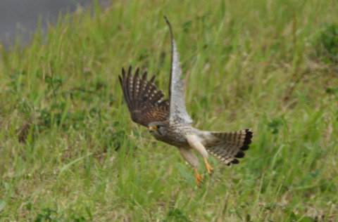 トリミング 2020/5月 SIGMA150-600C+D500 600mm F8 ss1/1250 ISO640 AF-C シングル