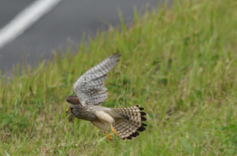 トリミング 2020/5月 SIGMA150-600C+D500 600mm F8 ss1/1250 ISO640 AF-C シングル