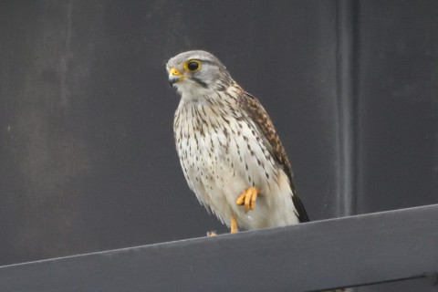 トリミング 2020/5月 SIGMA150-600C+D500 600mm F8 ss1/1250 ISO2800