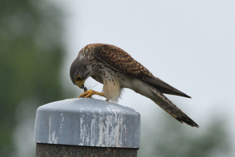 トリミング 2020/5月 SIGMA150-600C+D500 600mm F8 ss1/1250 ISO220