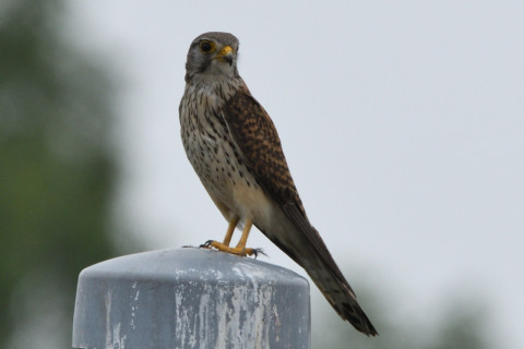 トリミング 2020/5月 SIGMA150-600C+D500 600mm F8 ss1/1250 ISO200