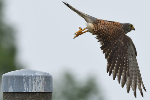 トリミング 2020/5月 SIGMA150-600C+D500 600mm F8 ss1/1250 ISO250 AF-C シングル