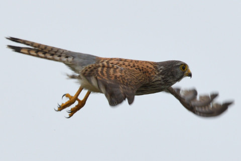 トリミング 2020/5月 SIGMA150-600C+D500 600mm F8 ss1/1250 ISO250 AF-C シングル