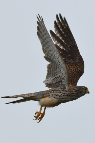 トリミング 2020/5月 SIGMA150-600C+D500 600mm F8 ss1/1250 ISO200 AF-C シングル