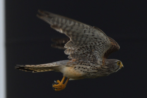 トリミング 2020/5月 SIGMA150-600C+D500 600mm F8 ss1/1250 ISO140 AF-C シングル