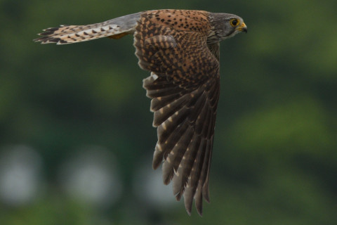 トリミング 2020/5月 SIGMA150-600C+D500 600mm F8 ss1/1250 ISO200 AF-C シングル