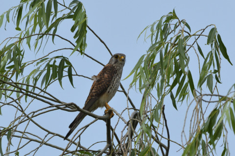 トリミング 2020/5月 SIGMA150-600C+D500 600mm F8 ss1/1250 ISO200