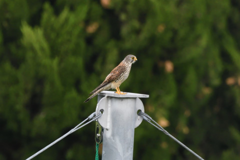 トリミング 2020/5月 SIGMA150-600C+D500 600mm F8 ss1/1250 ISO1600