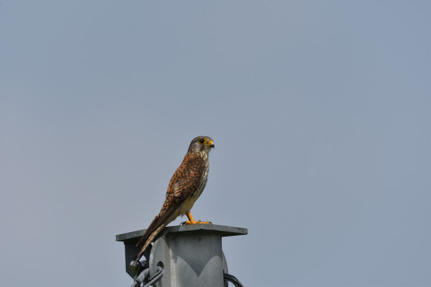 2020/5月 SIGMA150-600C+D500 600mm F8 ss1/1000 ISO110