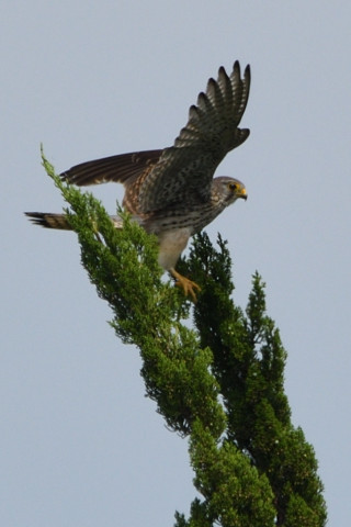 トリミング 2020/5月 SIGMA150-600C+D500 600mm F8 ss1/1250 ISO160