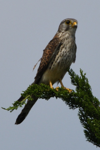 トリミング 2020/5月 SIGMA150-600C+D500 600mm F8 ss1/1250 ISO140
