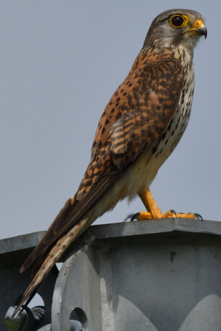 トリミング 2020/5月 SIGMA150-600C+D500 600mm F8 ss1/1000 ISO110