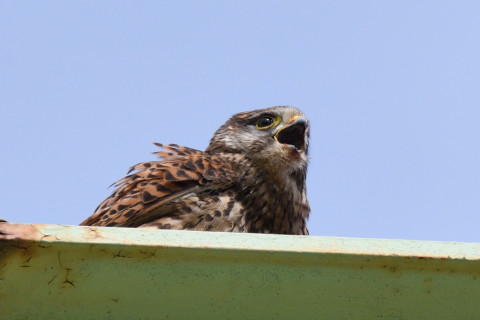 トリミング 2020/5月 SIGMA150-600C+D500 550mm F8 ss1/1250 ISO560
