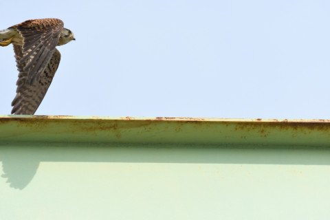 トリミング 2020/5月 SIGMA150-600C+D500 550mm F8 ss1/2000 ISO1100 AF-C シングル