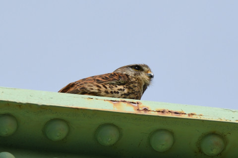 トリミング 2020/5月 SIGMA150-600C+D500 550mm F8 ss1/640 ISO180