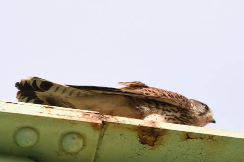 トリミング 2020/5月 SIGMA150-600C+D500 550mm F8 ss1/1250 ISO640 AF-C シングル