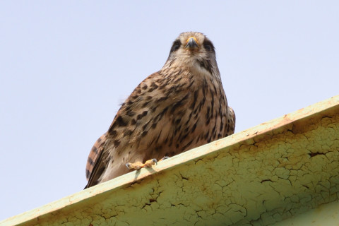 トリミング 2020/5月 SIGMA150-600C+D500 550mm F8 ss1/1250 ISO900