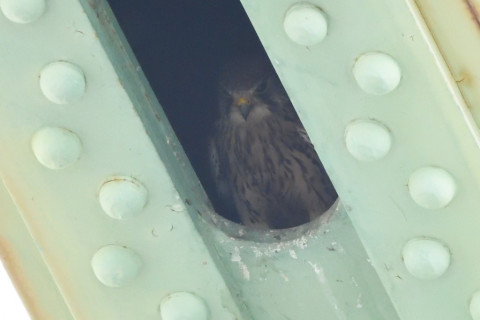 トリミング 2020/6月 SIGMA150-600C+D500 600mm F8 ss1/800 ISO4000