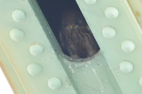 トリミング 2020/6月 SIGMA150-600C+D500 600mm F8 ss1/800 ISO4000