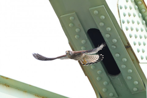 2020/6月 SIGMA150-600C+D500 600mm F8 ss1/800 ISO1600 AF-C シングル