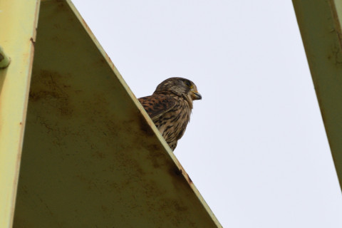 トリミング 2020/6月 SIGMA150-600C+D500 600mm F8 ss1/1250 ISO360