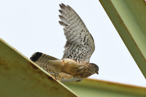 トリミング 2020/6月 SIGMA150-600C+D500 600mm F8 ss1/1250 ISO400 AF-C シングル