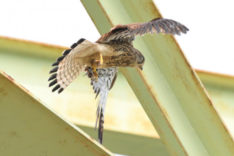 トリミング 2020/6月 SIGMA150-600C+D500 600mm F8 ss1/1250 ISO1600 AF-C シングル