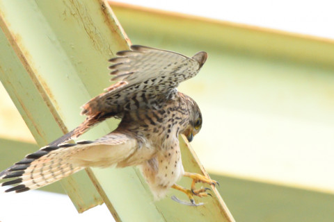 トリミング 2020/6月 SIGMA150-600C+D500 600mm F8 ss1/1250 ISO2000 AF-C シングル