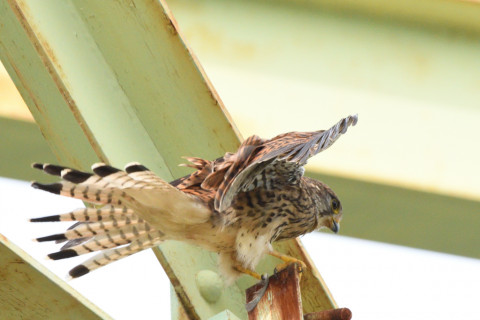 トリミング 2020/6月 SIGMA150-600C+D500 600mm F8 ss1/1250 ISO1000 AF-C シングル