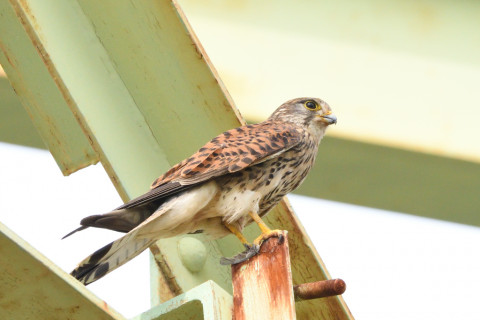 トリミング 2020/6月 SIGMA150-600C+D500 600mm F8 ss1/1250 ISO1400 AF-C シングル