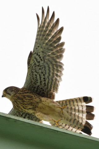 トリミング 2020/6月 SIGMA150-600C+D500 550mm F8 ss1/2000 ISO640 AF-C シングル