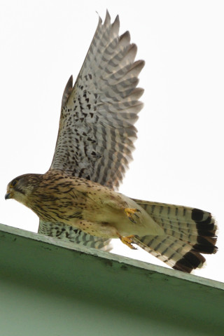 トリミング 2020/6月 SIGMA150-600C+D500 550mm F8 ss1/2000 ISO640 AF-C シングル